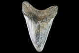 Juvenile Megalodon Tooth - Georgia #111617-1
